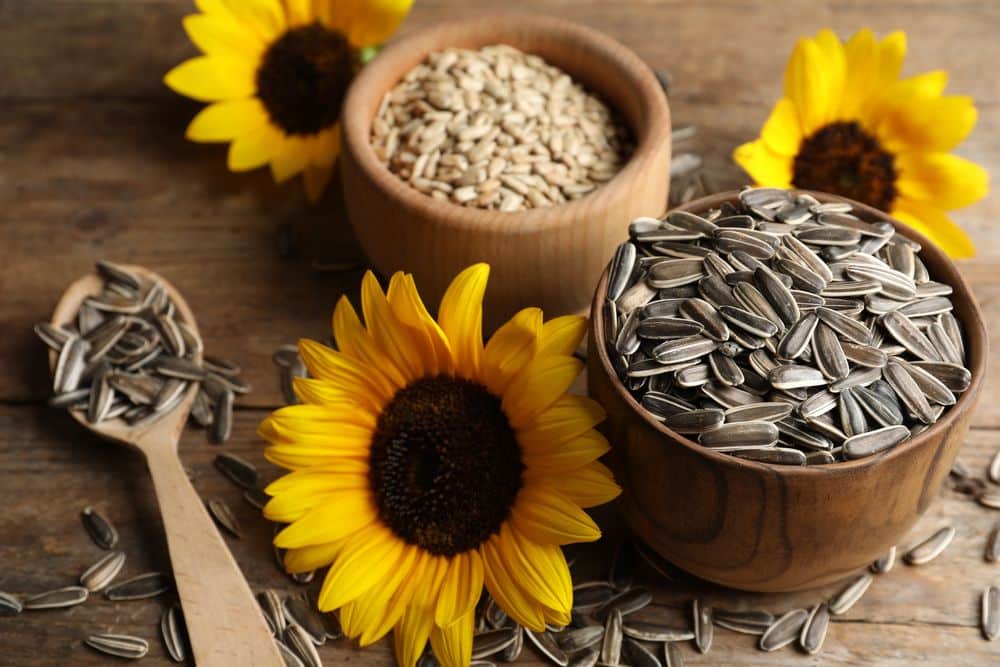 sugar melon seeds suppliers