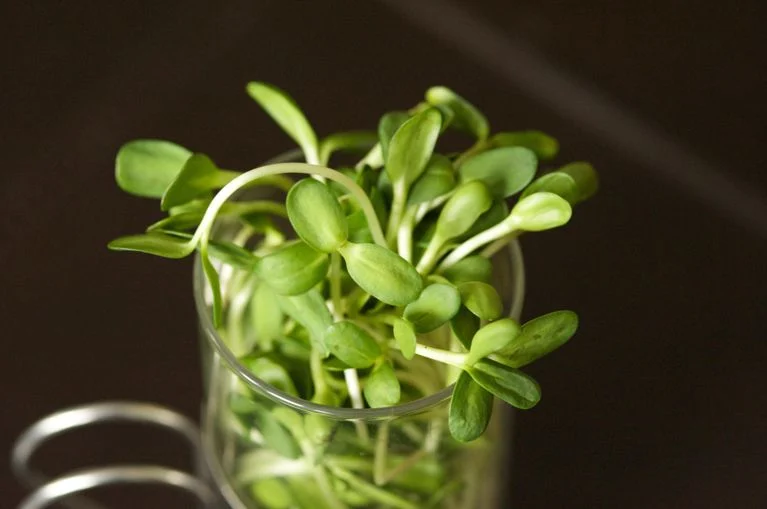 sunflower seed kernels for cakes exporter