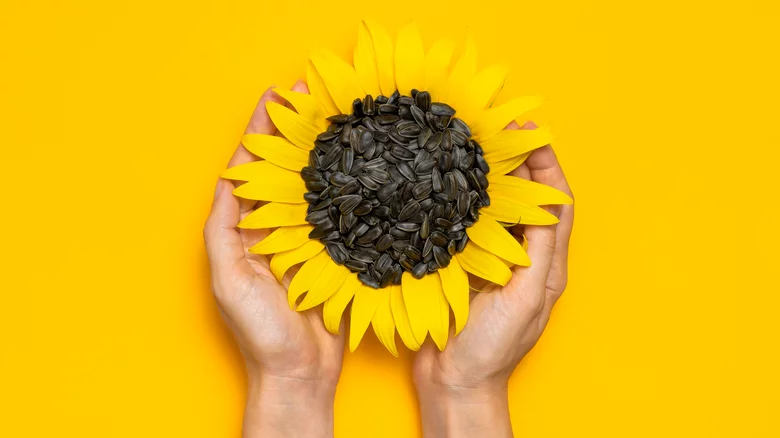 buy sunflower seeds bulk factories