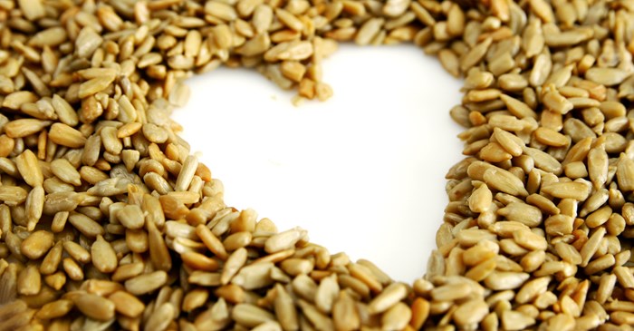 high quality wild dutchman sunflower seeds