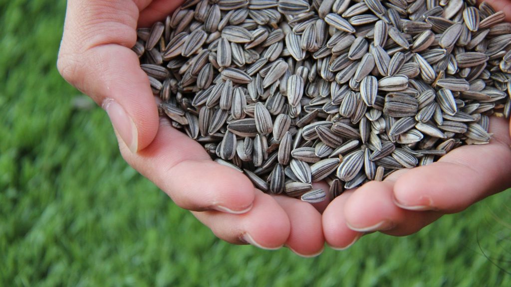 best salt free sunflower seeds