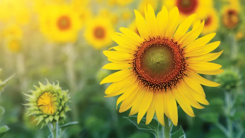 new crop sunflower seeds kernel factory