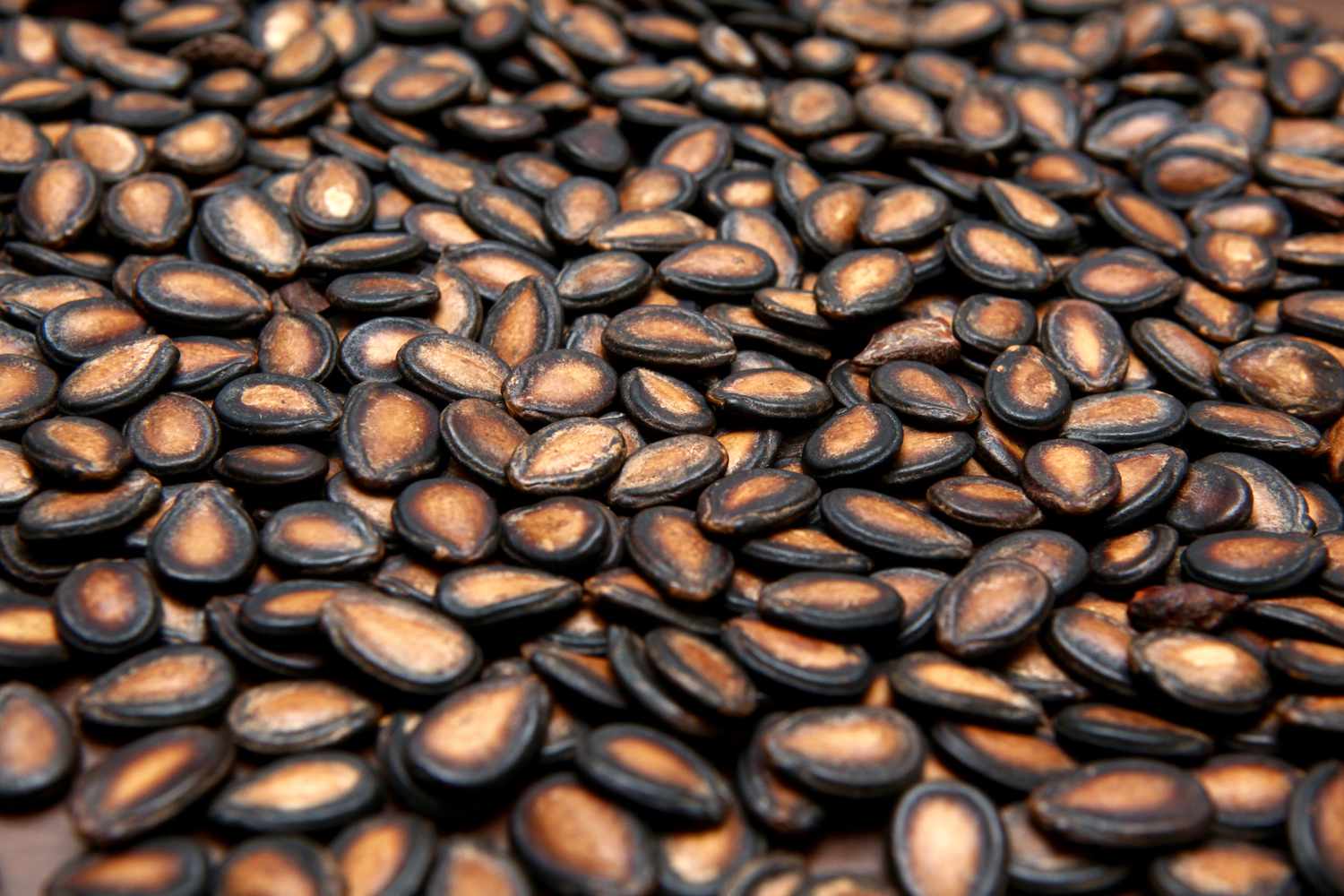 sunflower seeds in the shell