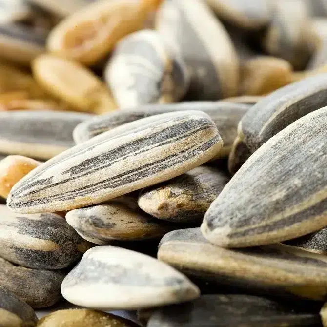 china melon seed price