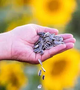 high quality customized sunflower seeds