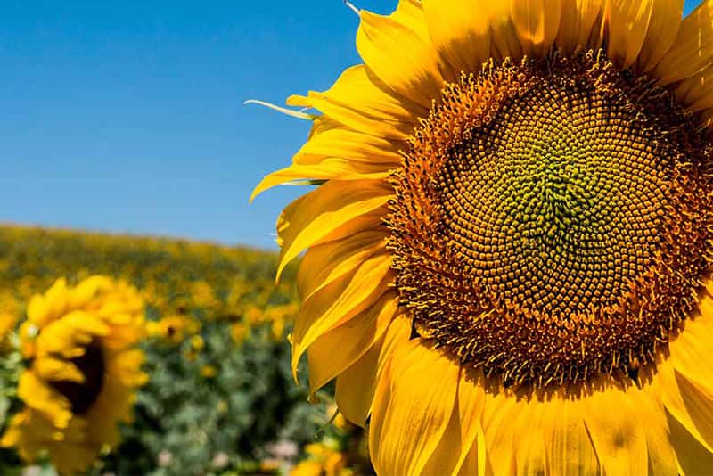 sunflower seed packets manufacturer