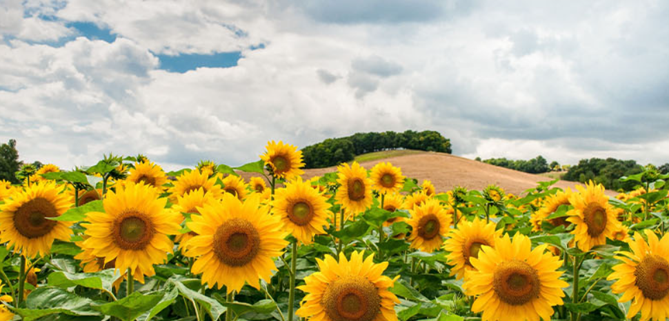 selected sunflower seeds