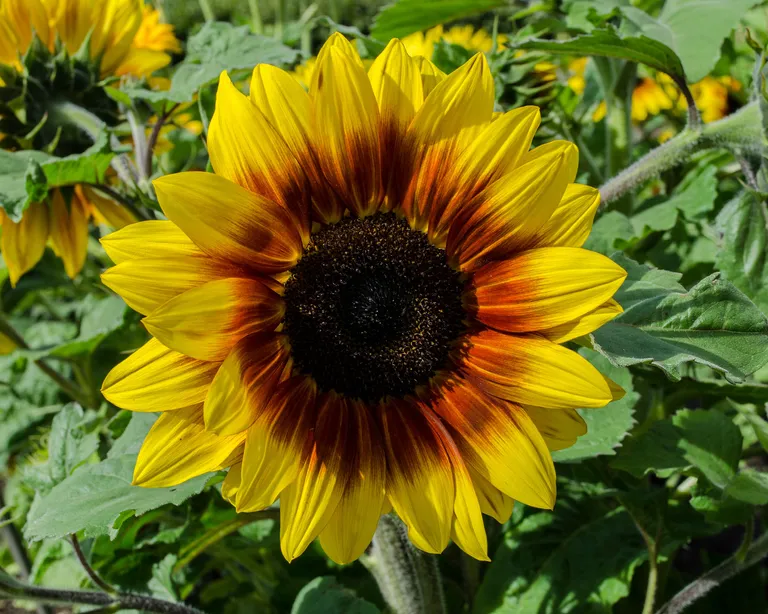 sunflower seeds 361/363/601 factory